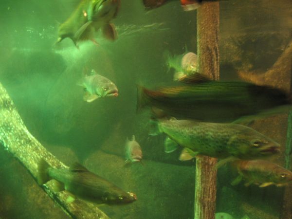 Fische mit Wasser drum herum