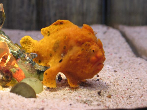 W&auml;chter des verlorenen Schatzes