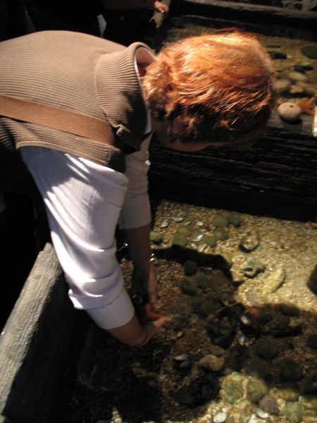 Seestern ich kraule dich