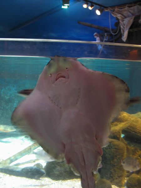 Ich bin Jochen der Rochen �