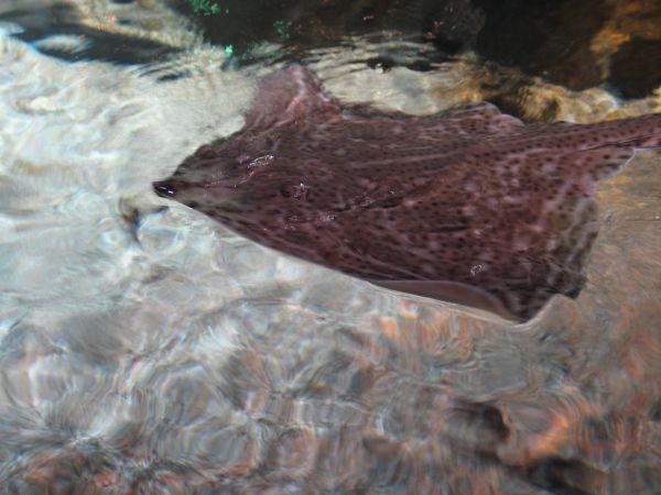 � kann nur schwimmen nicht kochen