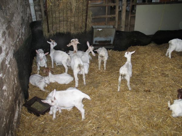 Zickelchen - vierbeinig �