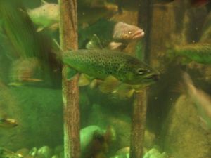 Forellenfilet originalverpackt